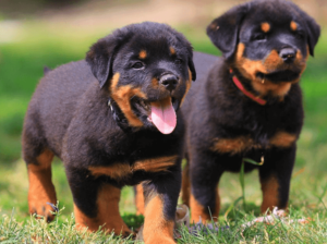 Rottweiler Breeder Pair